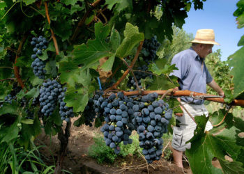 El Gobierno de Castilla presenta Plan Estratégico del Vino ante los representantes del sector vitivinícola