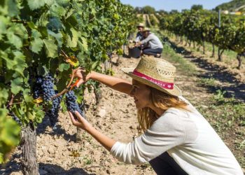 Cinco mujeres del vino debaten sobre los retos del enoturismo